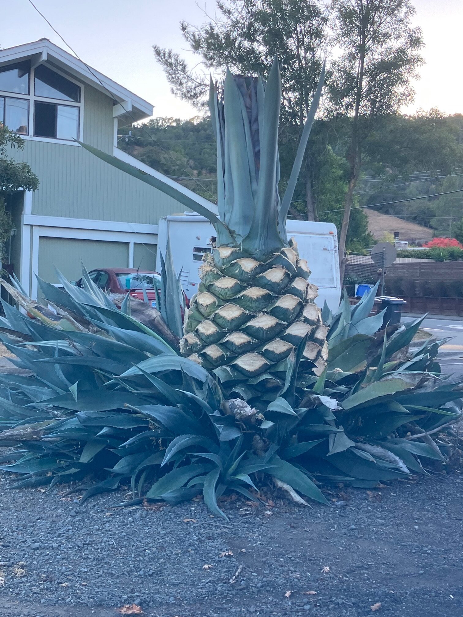 Ode to An Agave
