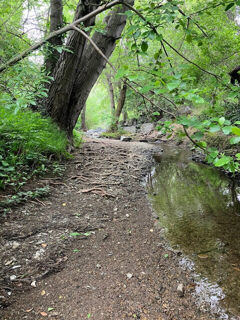 What the Tree Believes