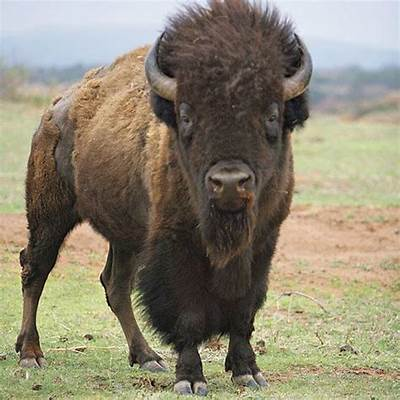 Bison
